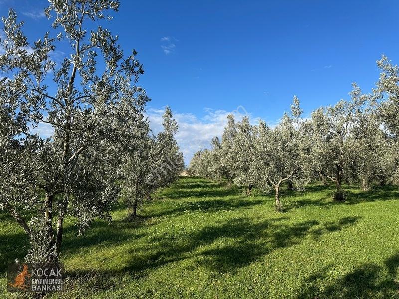 Çamdibi Köyünde Göl Manzaralı 16724m2 Satılık Zeytin Bahçesi — fotoğraf 3