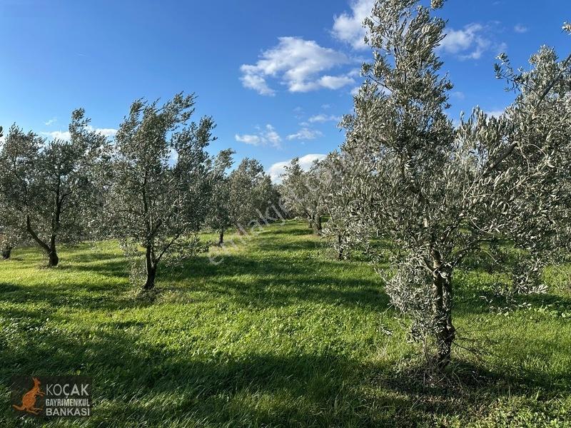 Çamdibi Köyünde Göl Manzaralı 16724m2 Satılık Zeytin Bahçesi — fotoğraf 4