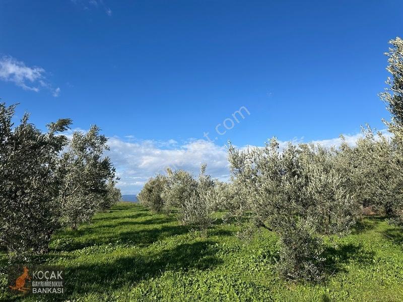 Çamdibi Köyünde Göl Manzaralı 16724m2 Satılık Zeytin Bahçesi — fotoğraf 5