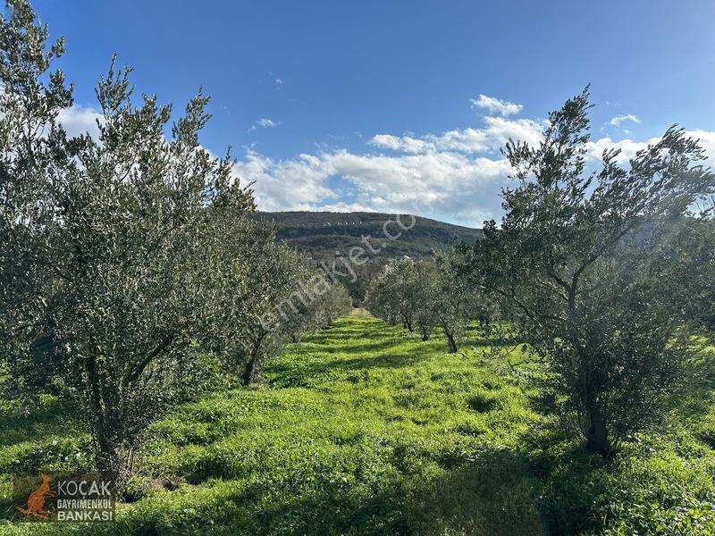 Çamdibi Köyünde Göl Manzaralı 16724m2 Satılık Zeytin Bahçesi — fotoğraf 6