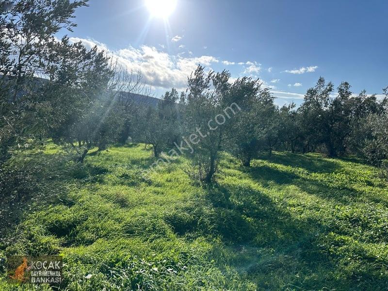 Çamdibi Köyünde Göl Manzaralı 16724m2 Satılık Zeytin Bahçesi — fotoğraf 7