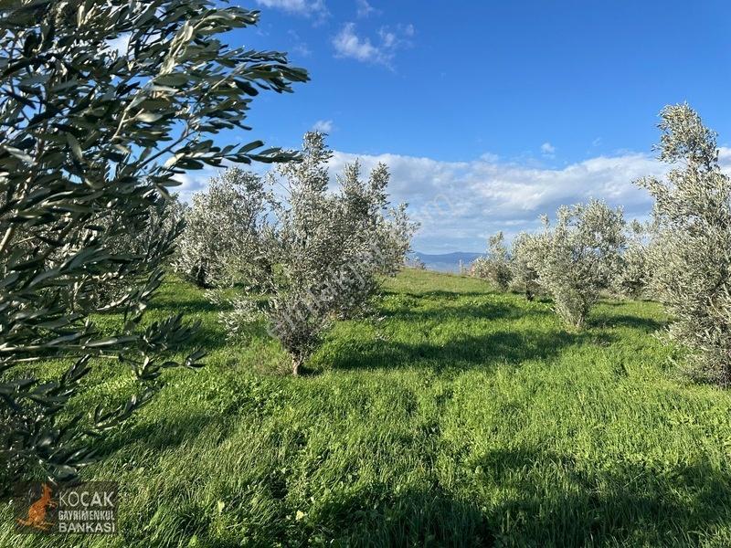 Çamdibi Köyünde Göl Manzaralı 16724m2 Satılık Zeytin Bahçesi — fotoğraf 8