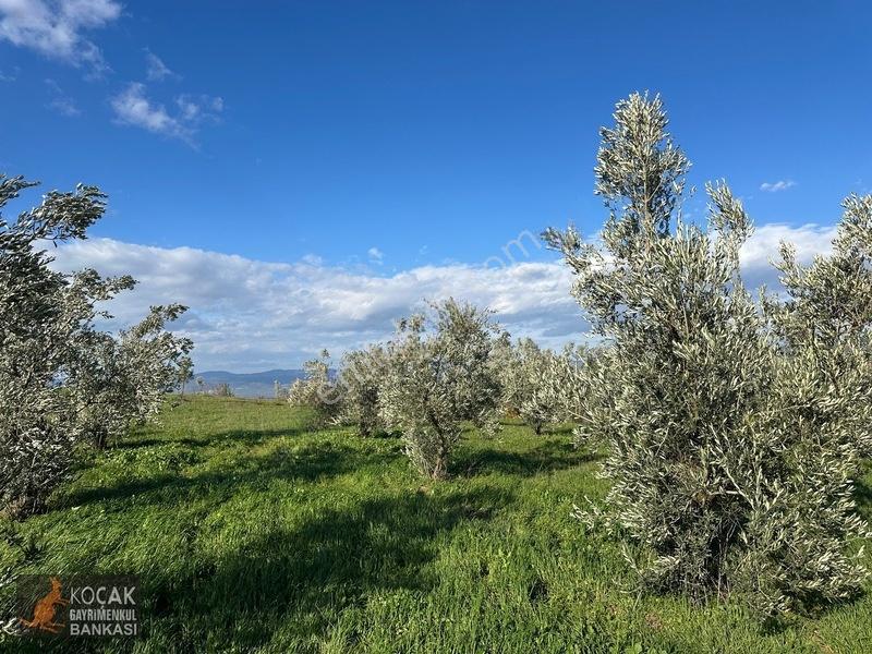 Çamdibi Köyünde Göl Manzaralı 16724m2 Satılık Zeytin Bahçesi — fotoğraf 9