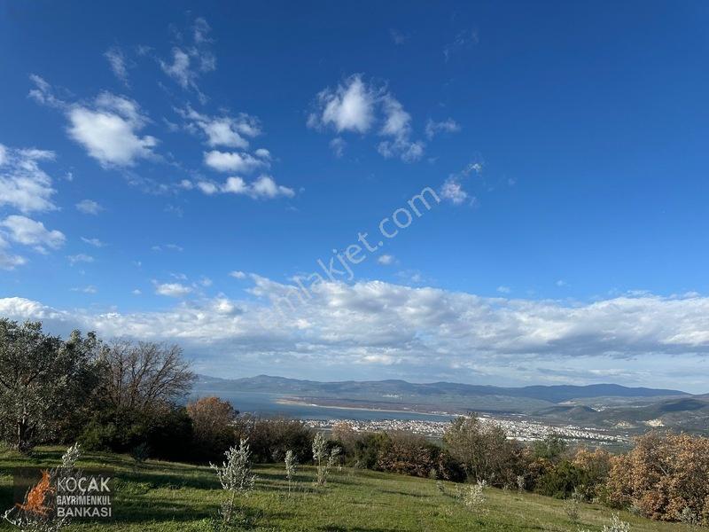 Çamdibi Köyünde Göl Manzaralı 16724m2 Satılık Zeytin Bahçesi — fotoğraf 10