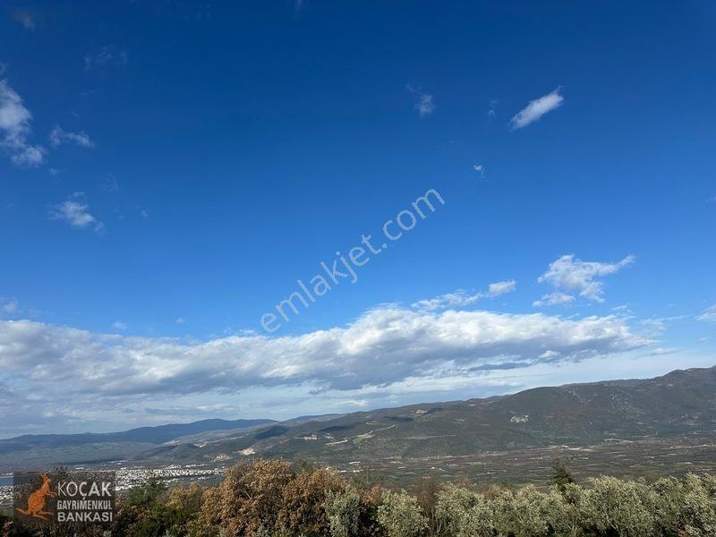Çamdibi Köyünde Göl Manzaralı 16724m2 Satılık Zeytin Bahçesi — fotoğraf 14