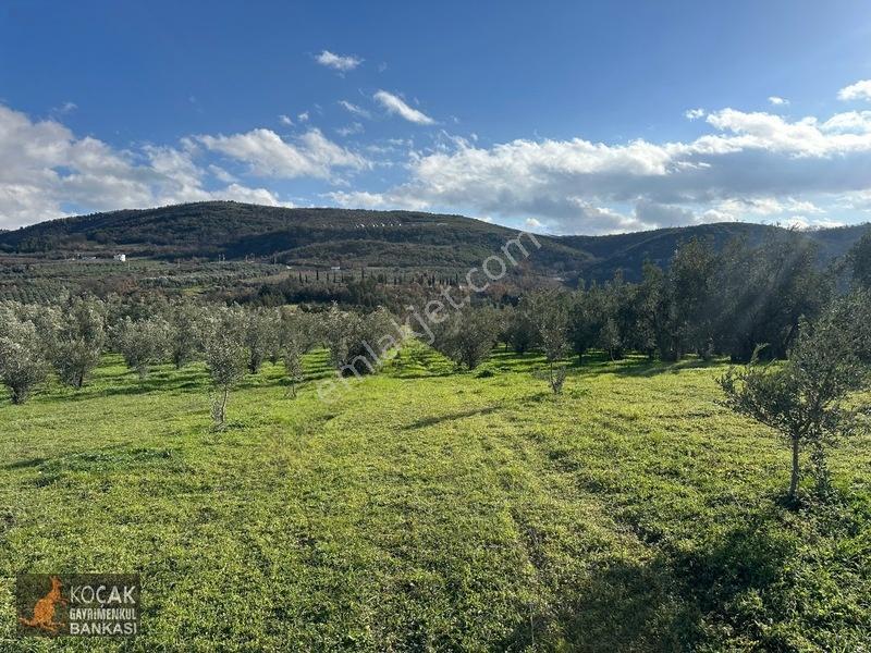 Çamdibi Köyünde Göl Manzaralı 16724m2 Satılık Zeytin Bahçesi — fotoğraf 15