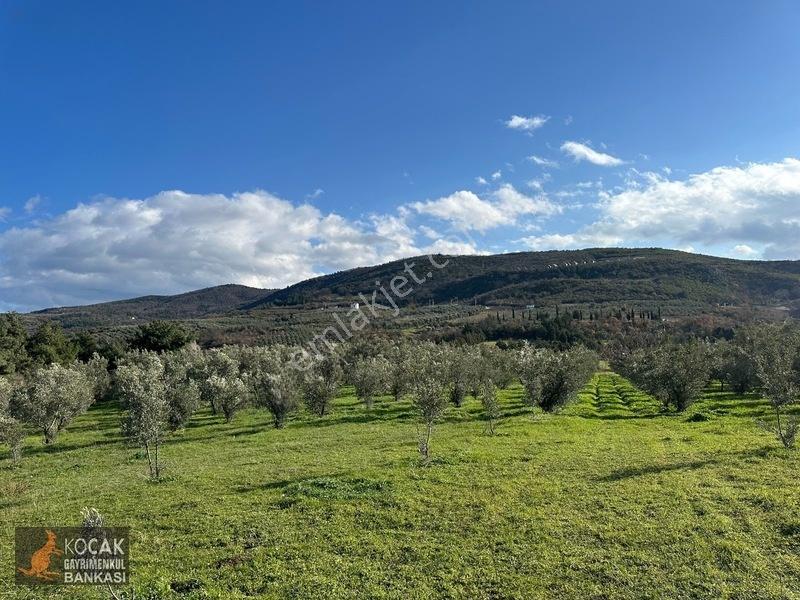 Çamdibi Köyünde Göl Manzaralı 16724m2 Satılık Zeytin Bahçesi — fotoğraf 16