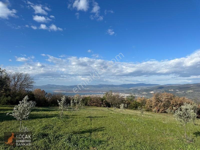 Çamdibi Köyünde Göl Manzaralı 16724m2 Satılık Zeytin Bahçesi — fotoğraf 17