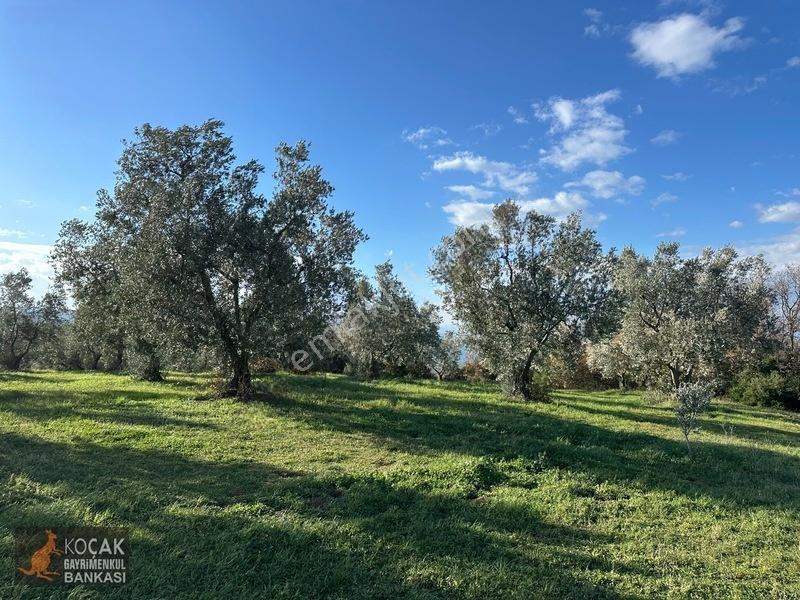 Çamdibi Köyünde Göl Manzaralı 16724m2 Satılık Zeytin Bahçesi — fotoğraf 18