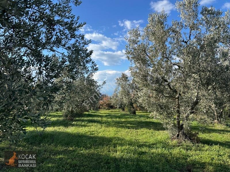 Çamdibi Köyünde Göl Manzaralı 16724m2 Satılık Zeytin Bahçesi — fotoğraf 19