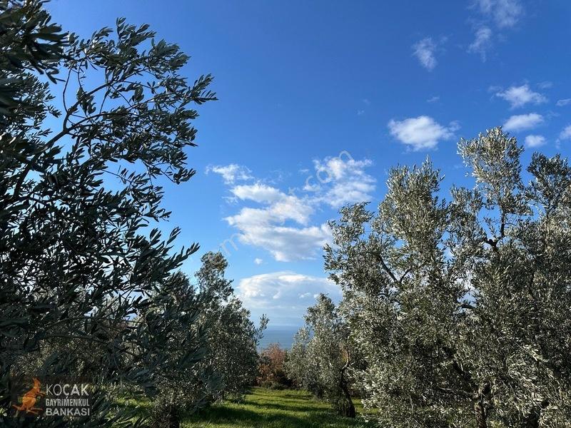Çamdibi Köyünde Göl Manzaralı 16724m2 Satılık Zeytin Bahçesi — fotoğraf 20