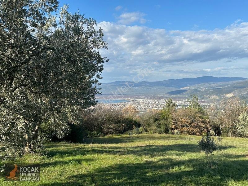 Çamdibi Köyünde Göl Manzaralı 16724m2 Satılık Zeytin Bahçesi — fotoğraf 21