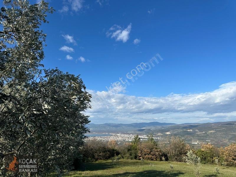 Çamdibi Köyünde Göl Manzaralı 16724m2 Satılık Zeytin Bahçesi — fotoğraf 22