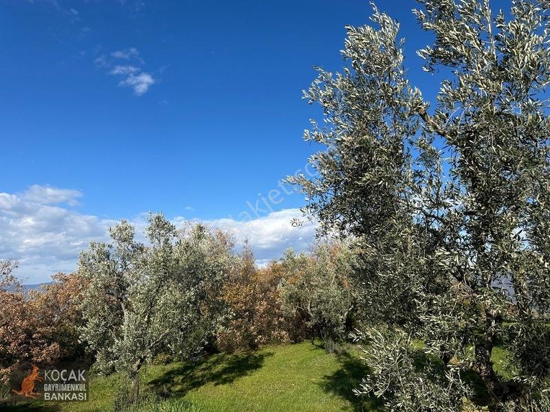 Çamdibi Köyünde Göl Manzaralı 16724m2 Satılık Zeytin Bahçesi — fotoğraf 23