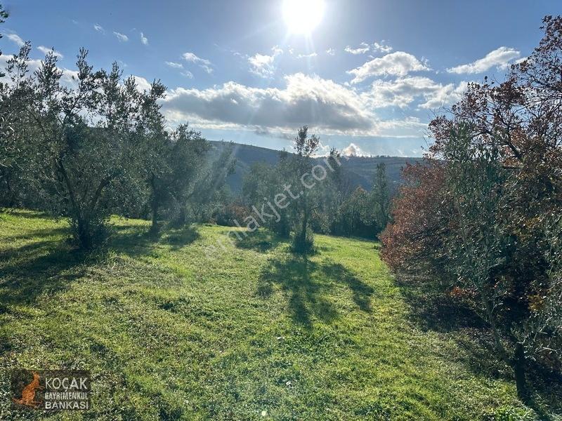 Çamdibi Köyünde Göl Manzaralı 16724m2 Satılık Zeytin Bahçesi — fotoğraf 24