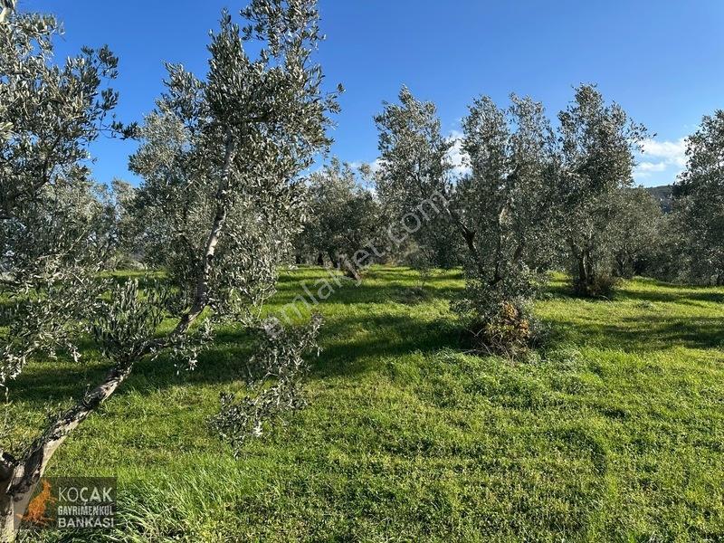 Çamdibi Köyünde Göl Manzaralı 16724m2 Satılık Zeytin Bahçesi — fotoğraf 26