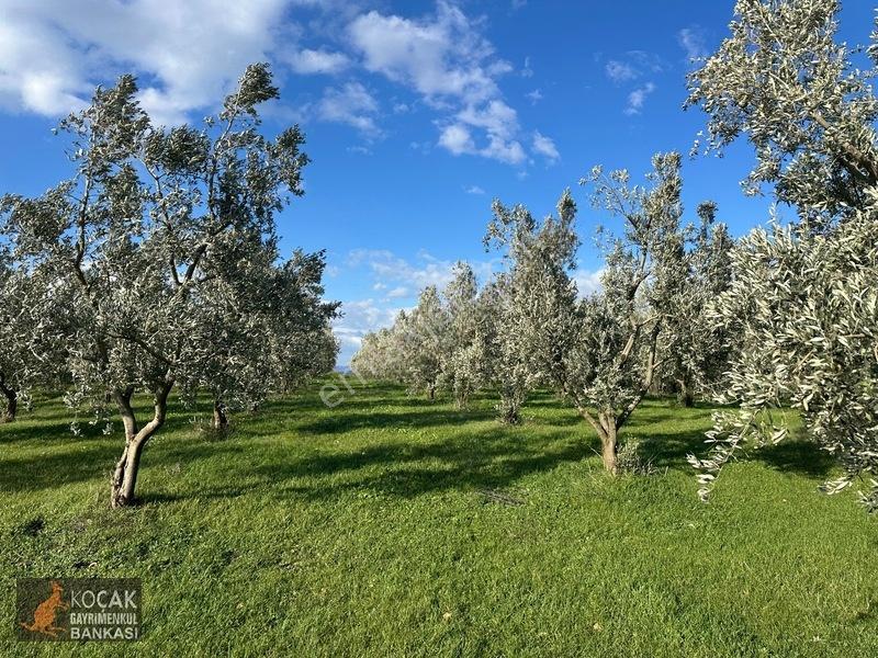 Çamdibi Köyünde Göl Manzaralı 16724m2 Satılık Zeytin Bahçesi — fotoğraf 29