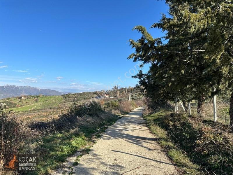 Çamdibi Köyünde Göl Manzaralı 16724m2 Satılık Zeytin Bahçesi — fotoğraf 31