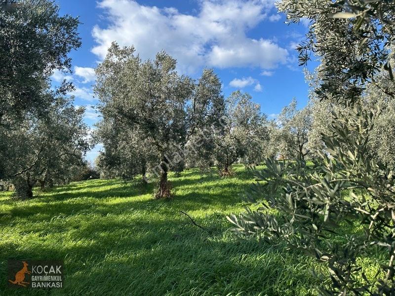Çamdibi Köyünde Göl Manzaralı 16724m2 Satılık Zeytin Bahçesi — fotoğraf 32