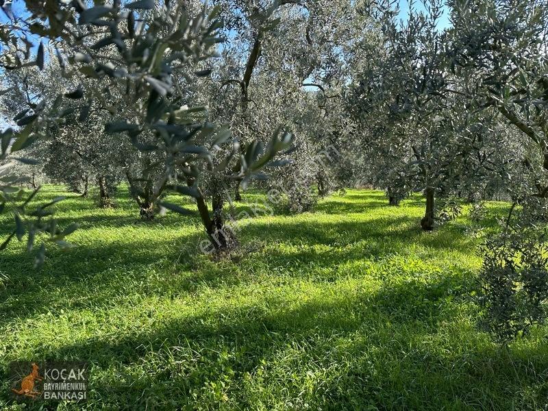 Çamdibi Köyünde Göl Manzaralı 16724m2 Satılık Zeytin Bahçesi — fotoğraf 34