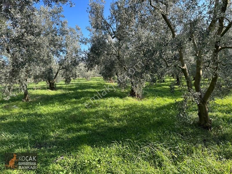 Çamdibi Köyünde Göl Manzaralı 16724m2 Satılık Zeytin Bahçesi — fotoğraf 35