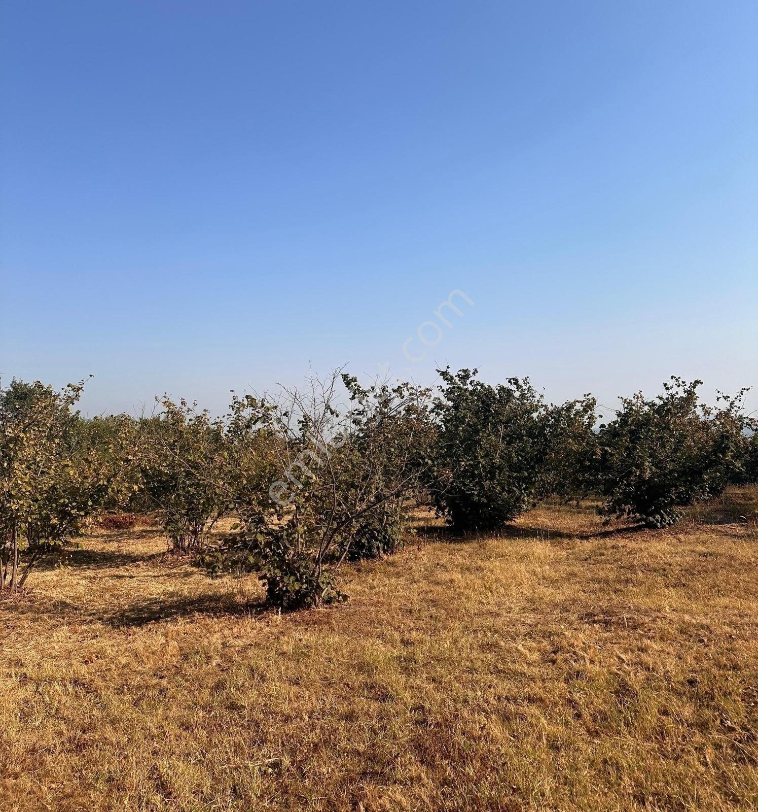İkramiye De Çok Amaçlı Parsel — fotoğraf 2