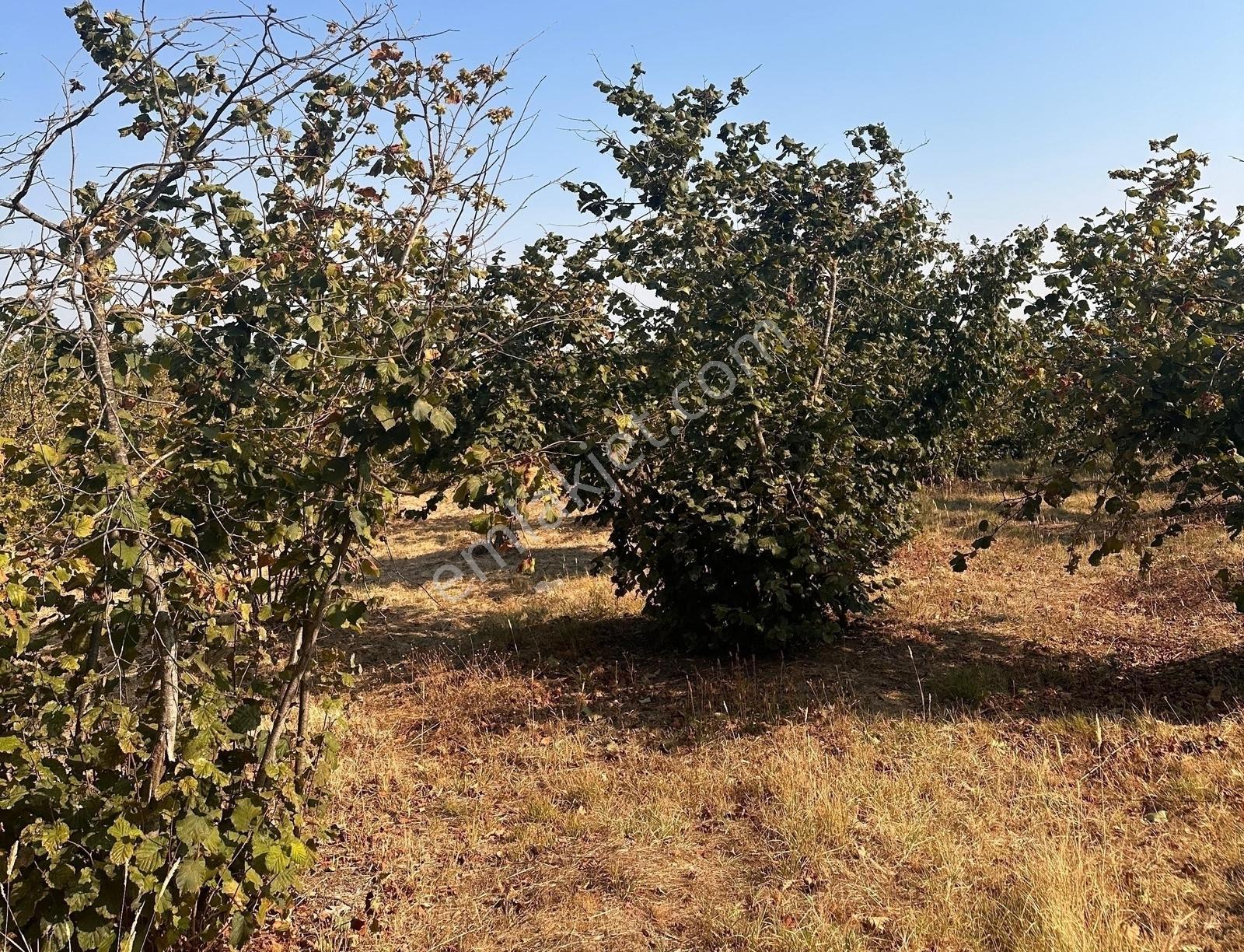 İkramiye De Çok Amaçlı Parsel — fotoğraf 3