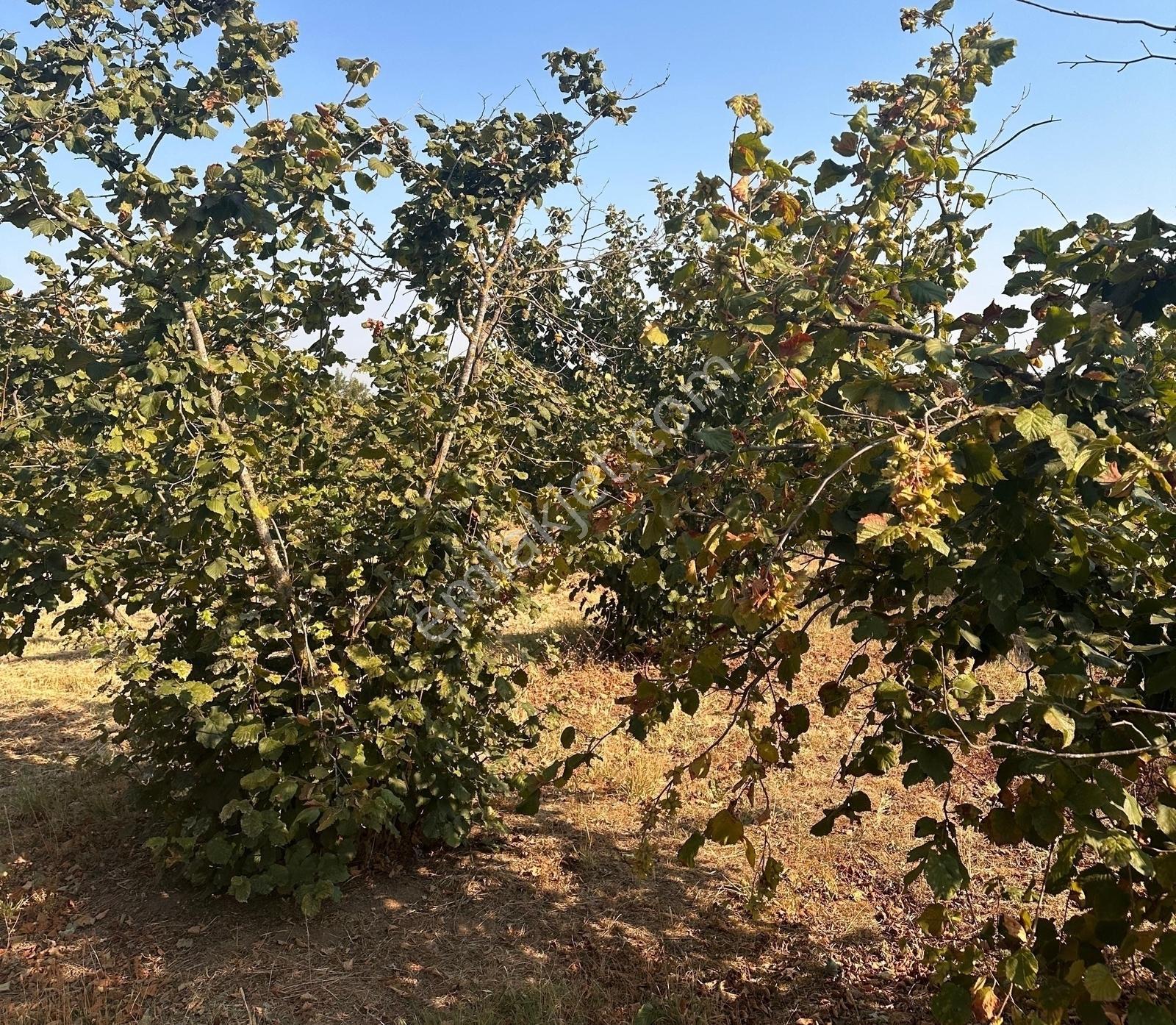 İkramiye De Çok Amaçlı Parsel — fotoğraf 4