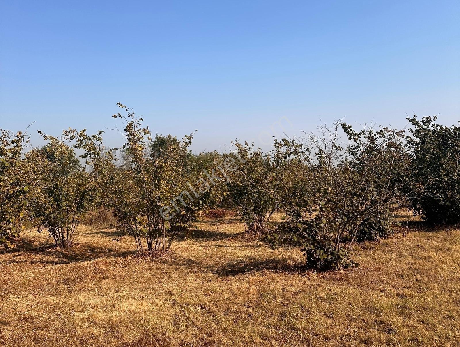 İkramiye De Çok Amaçlı Parsel — fotoğraf 5