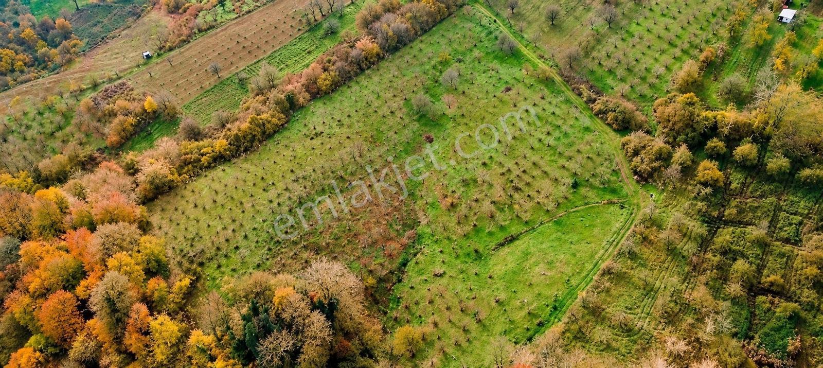 Kartepe Avluburun'da 13.855m², 600 Ağaçlı Fındıklık Arazisi — fotoğraf 2