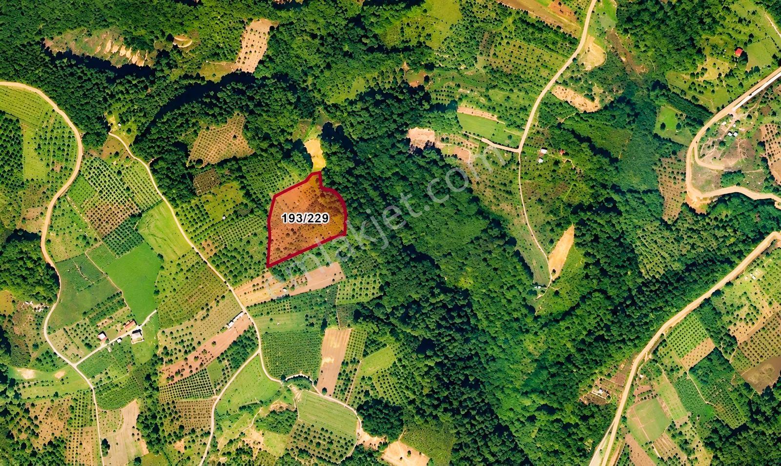 Kartepe Avluburun'da 13.855m², 600 Ağaçlı Fındıklık Arazisi — fotoğraf 3