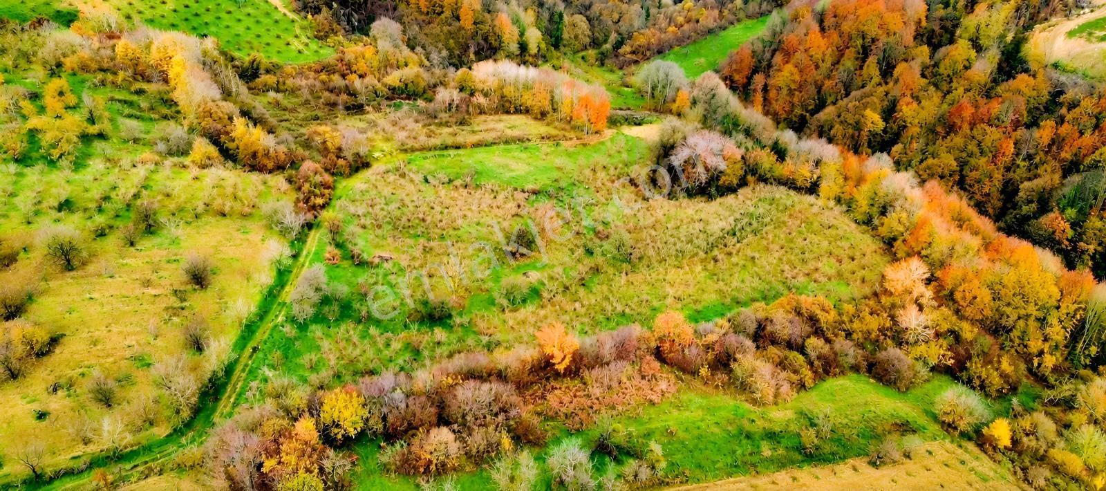 Kartepe Avluburun'da 13.855m², 600 Ağaçlı Fındıklık Arazisi — fotoğraf 4