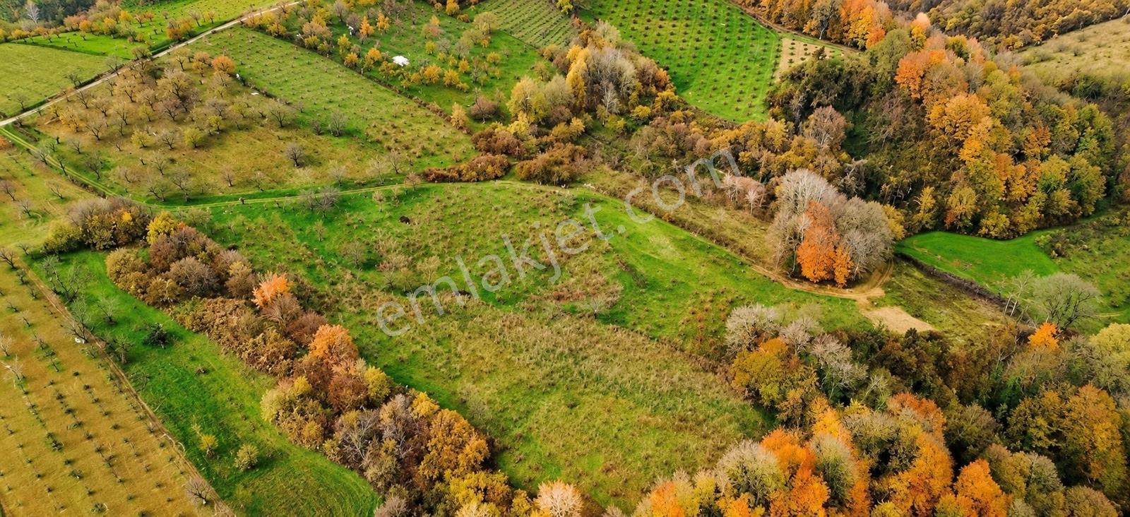 Kartepe Avluburun'da 13.855m², 600 Ağaçlı Fındıklık Arazisi — fotoğraf 5