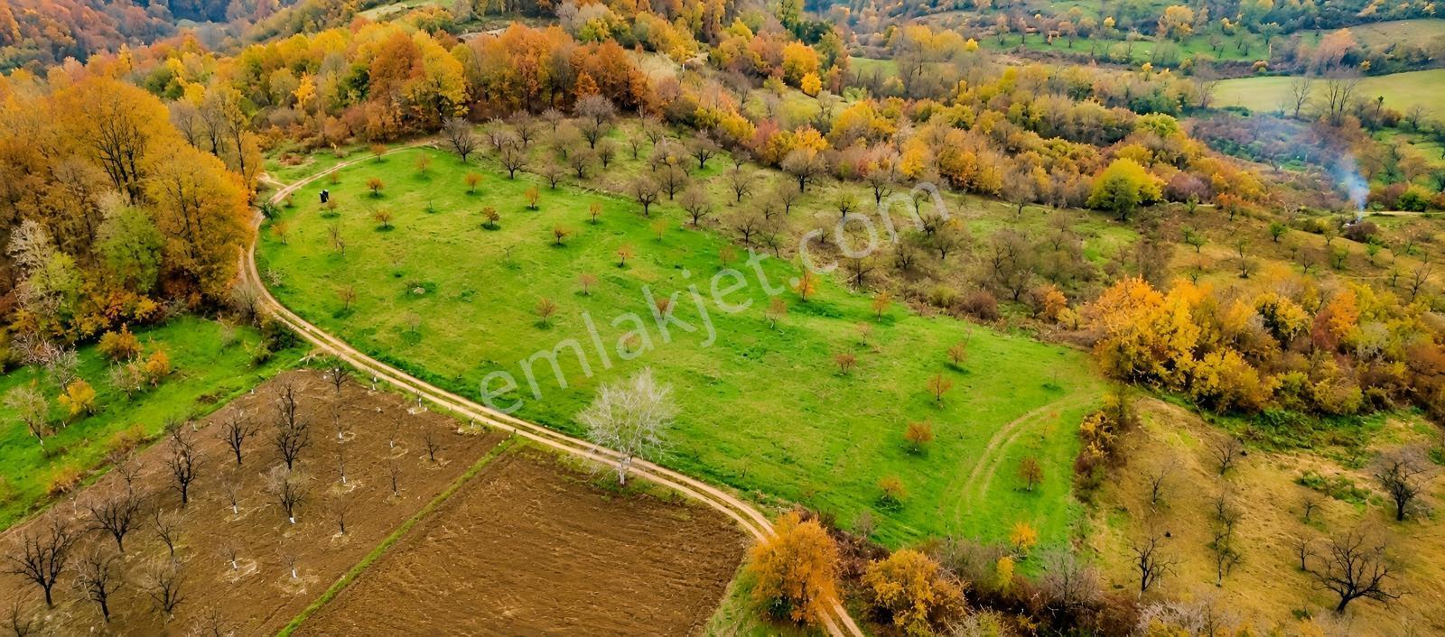 Kartepe Avluburun'da 13.855m², 600 Ağaçlı Fındıklık Arazisi — fotoğraf 6