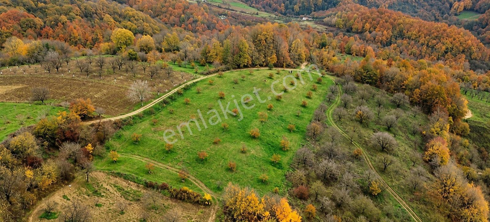 Kartepe Avluburun'da 13.855m², 600 Ağaçlı Fındıklık Arazisi — fotoğraf 7