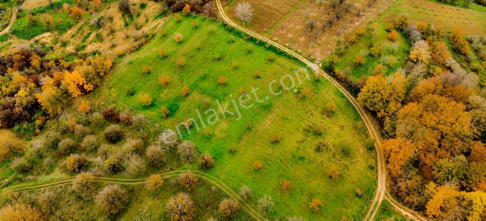 Kartepe Avluburun'da 13.855m², 600 Ağaçlı Fındıklık Arazisi — fotoğraf 8