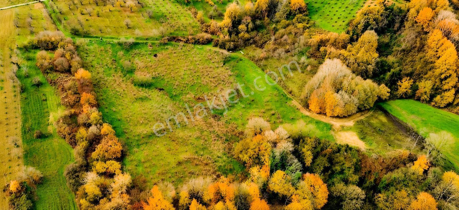 Kartepe Avluburun'da 13.855m², 600 Ağaçlı Fındıklık Arazisi — fotoğraf 9