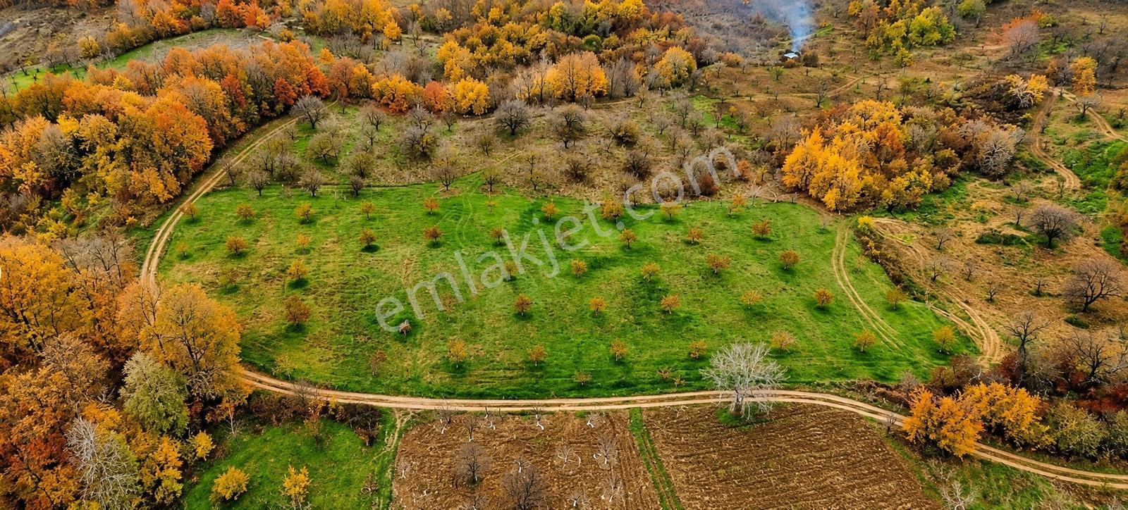 Kartepe Avluburun'da 13.855m², 600 Ağaçlı Fındıklık Arazisi — fotoğraf 10