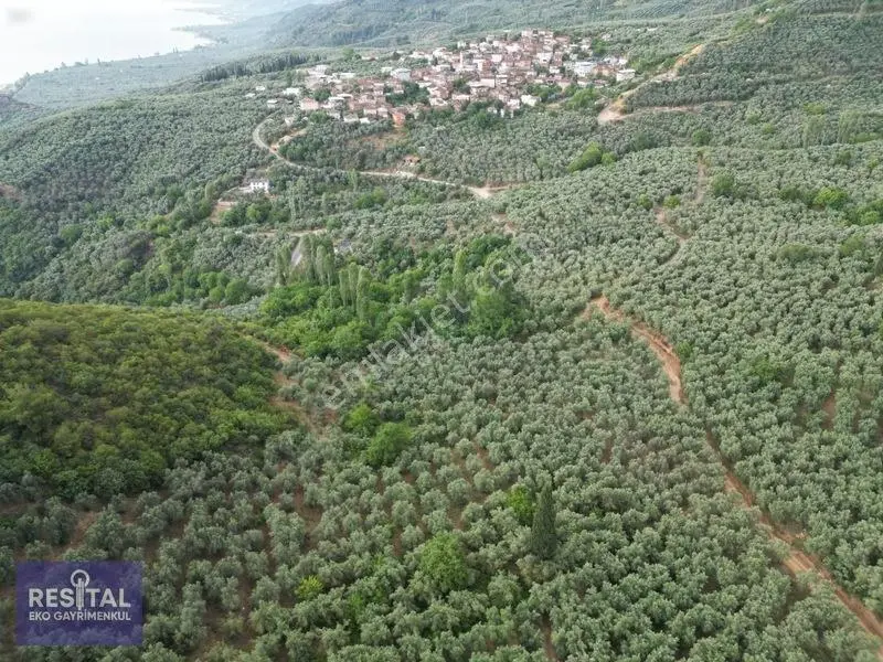 Satılık Müstakil Tapulu Zeytinlik - İznik Gölü Yakını — fotoğraf 2