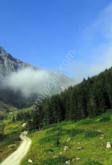 Ordu Perşembe Yüksek Gelirli Altyapılı Müstakil Fındık Bahçesi — fotoğraf 3