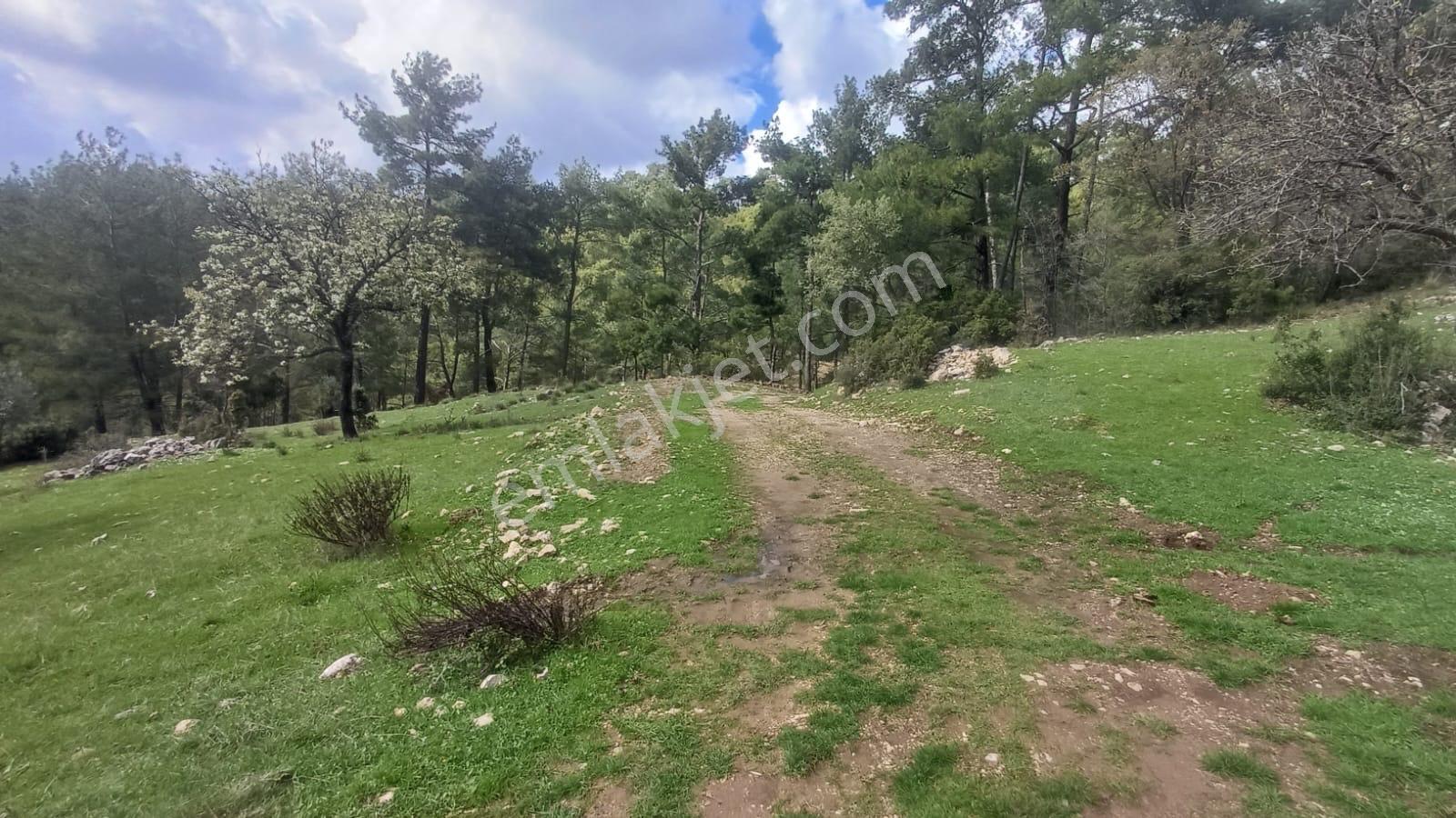 Seydikemer Çatak Mahallesinde Acil Satılık Tarla — fotoğraf 7