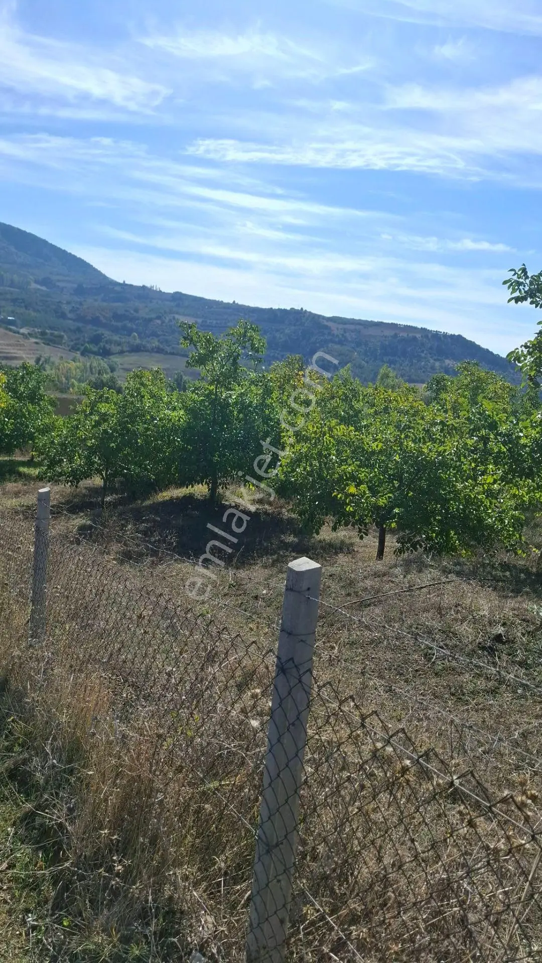 Suluova Çukurören Köyü Satılık 22 Dönüm Cevizlik