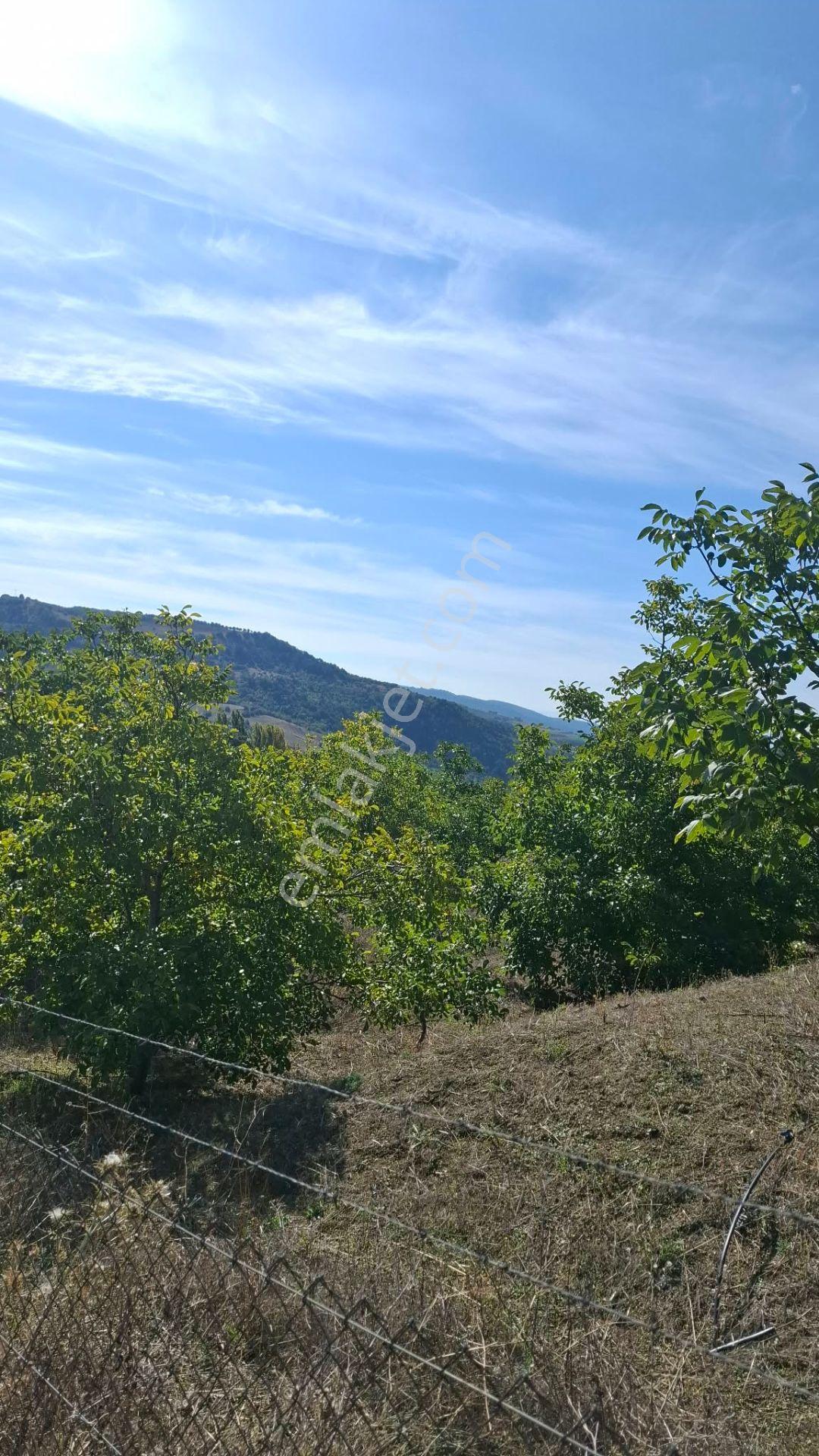 Suluova Çukurören Köyü Satılık 22 Dönüm Cevizlik — fotoğraf 2