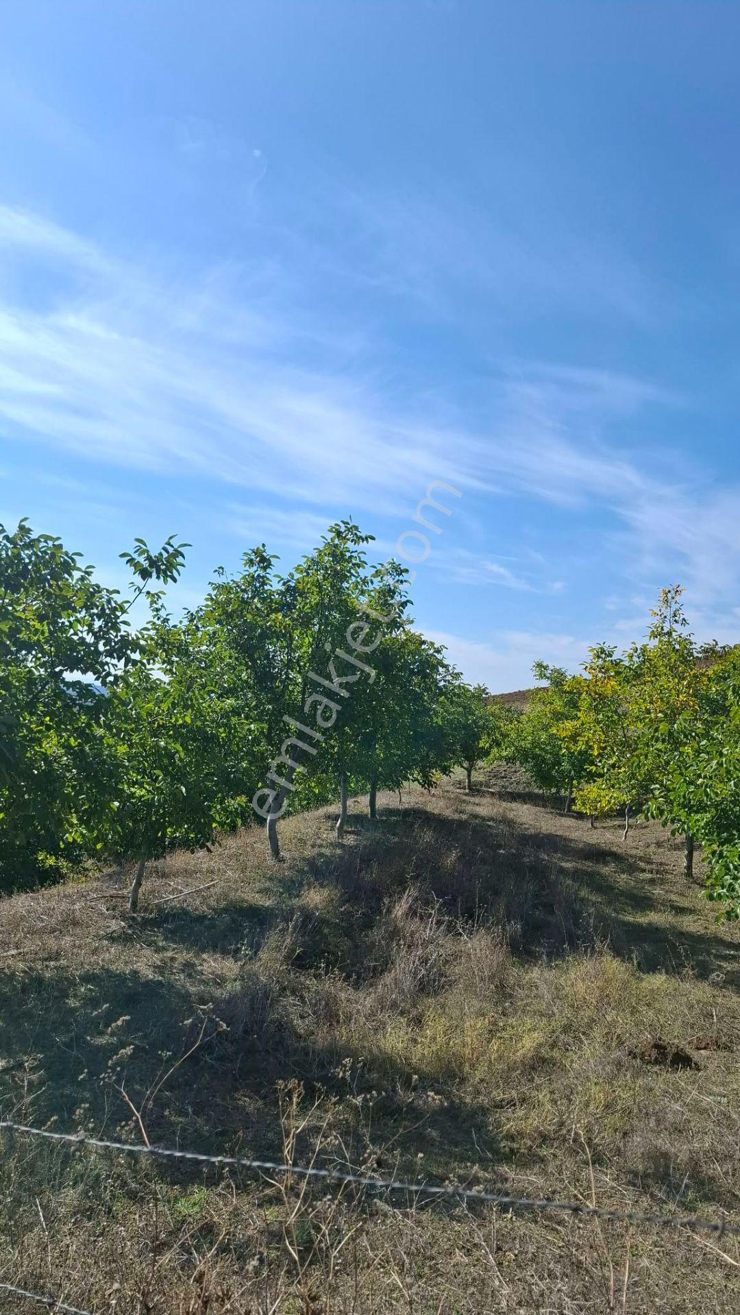 Suluova Çukurören Köyü Satılık 22 Dönüm Cevizlik — fotoğraf 8