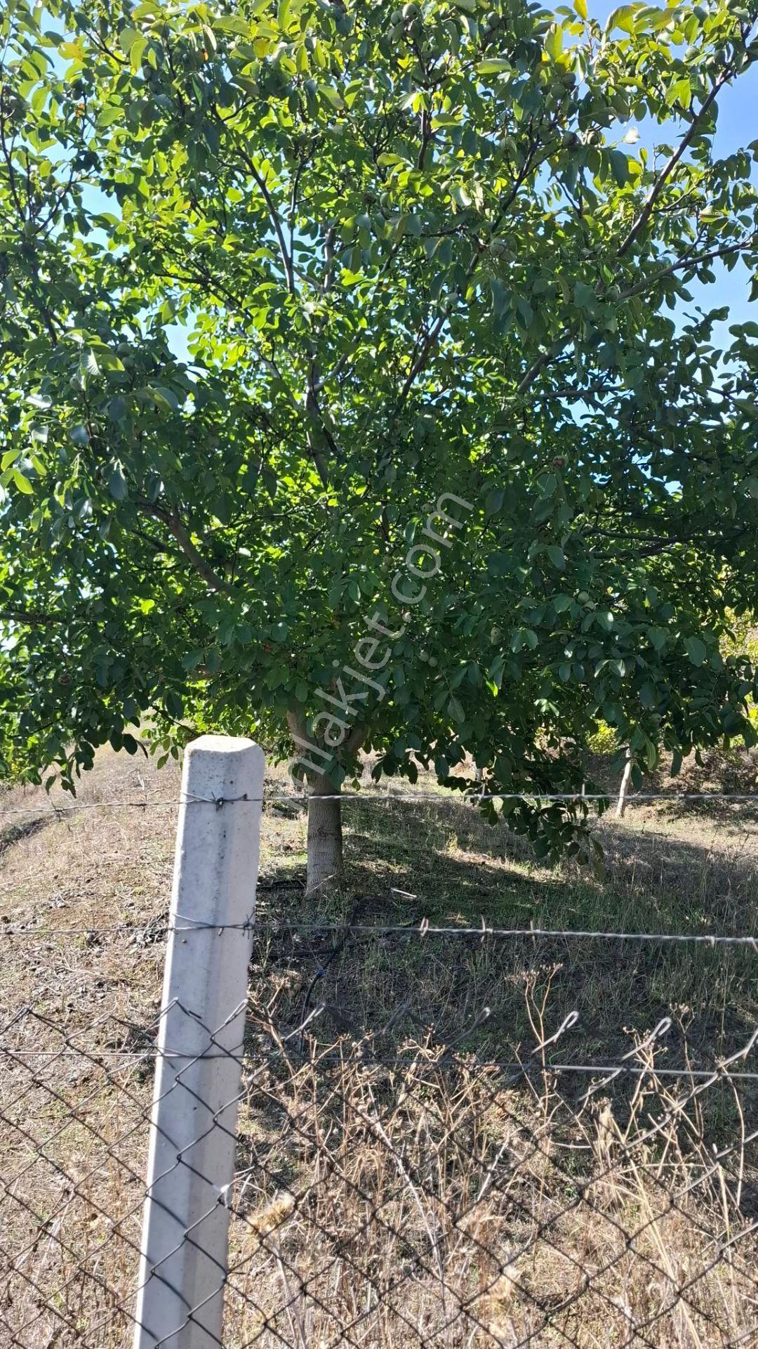 Suluova Çukurören Köyü Satılık 22 Dönüm Cevizlik — fotoğraf 9