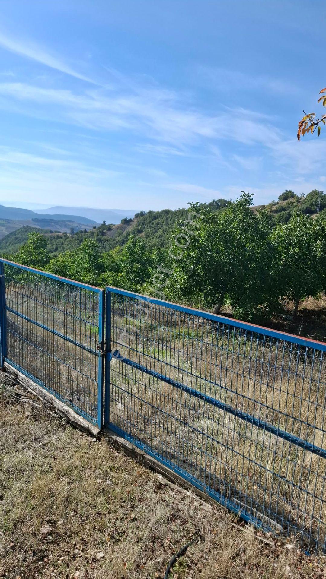 Suluova Çukurören Köyü Satılık 22 Dönüm Cevizlik — fotoğraf 13