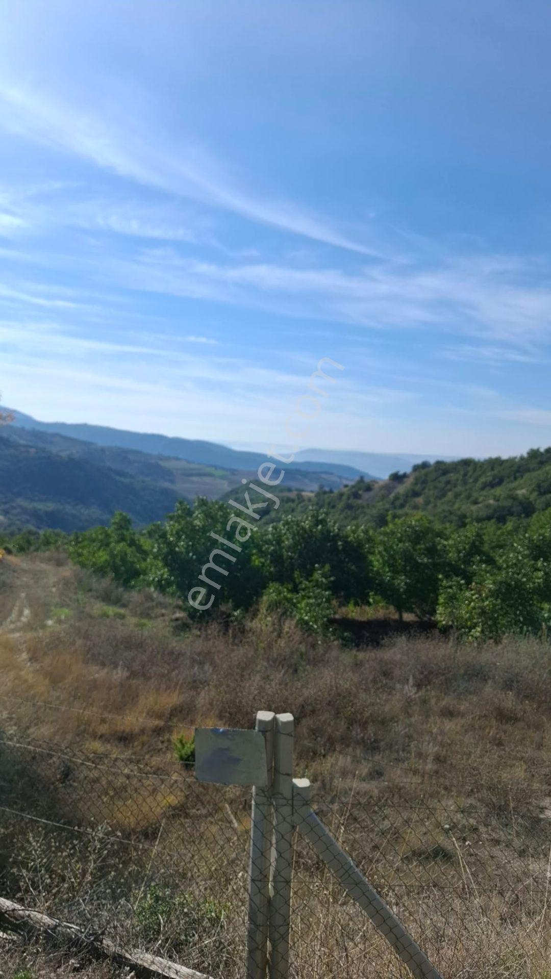 Suluova Çukurören Köyü Satılık 22 Dönüm Cevizlik — fotoğraf 17