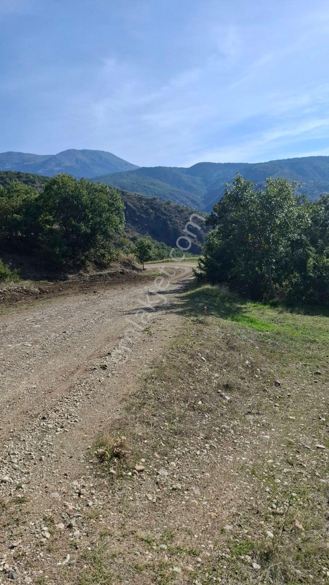 Suluova Çukurören Köyü Satılık 22 Dönüm Cevizlik — fotoğraf 18