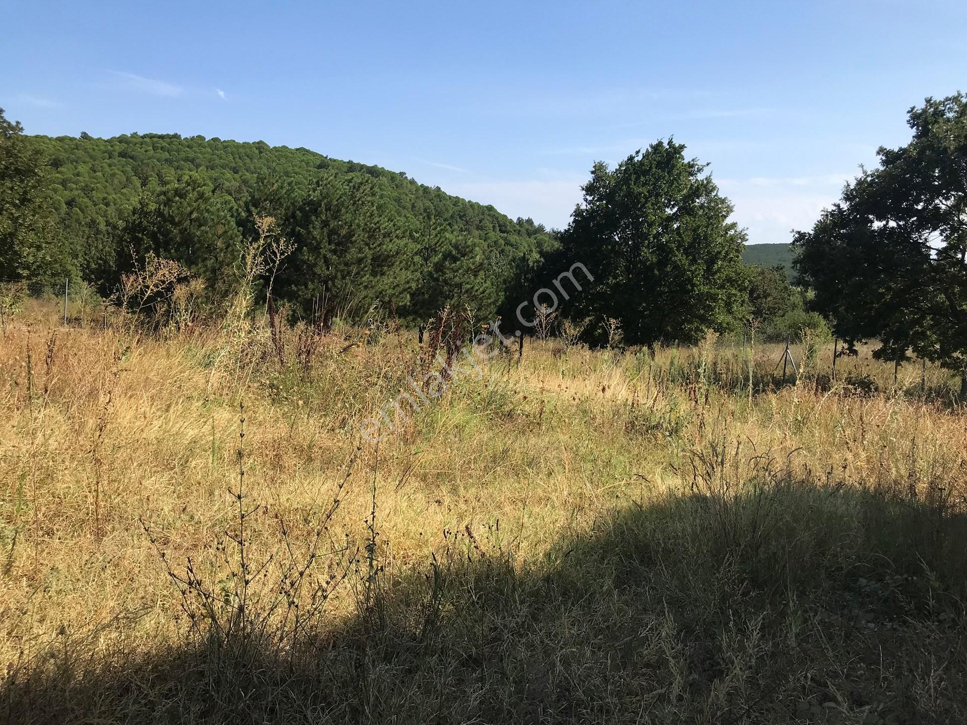 Yalova Armutlu Hayriye Köyü Doğa İçinde Yatırımlık 2960 M2 Fırsat Parsel — fotoğraf 4