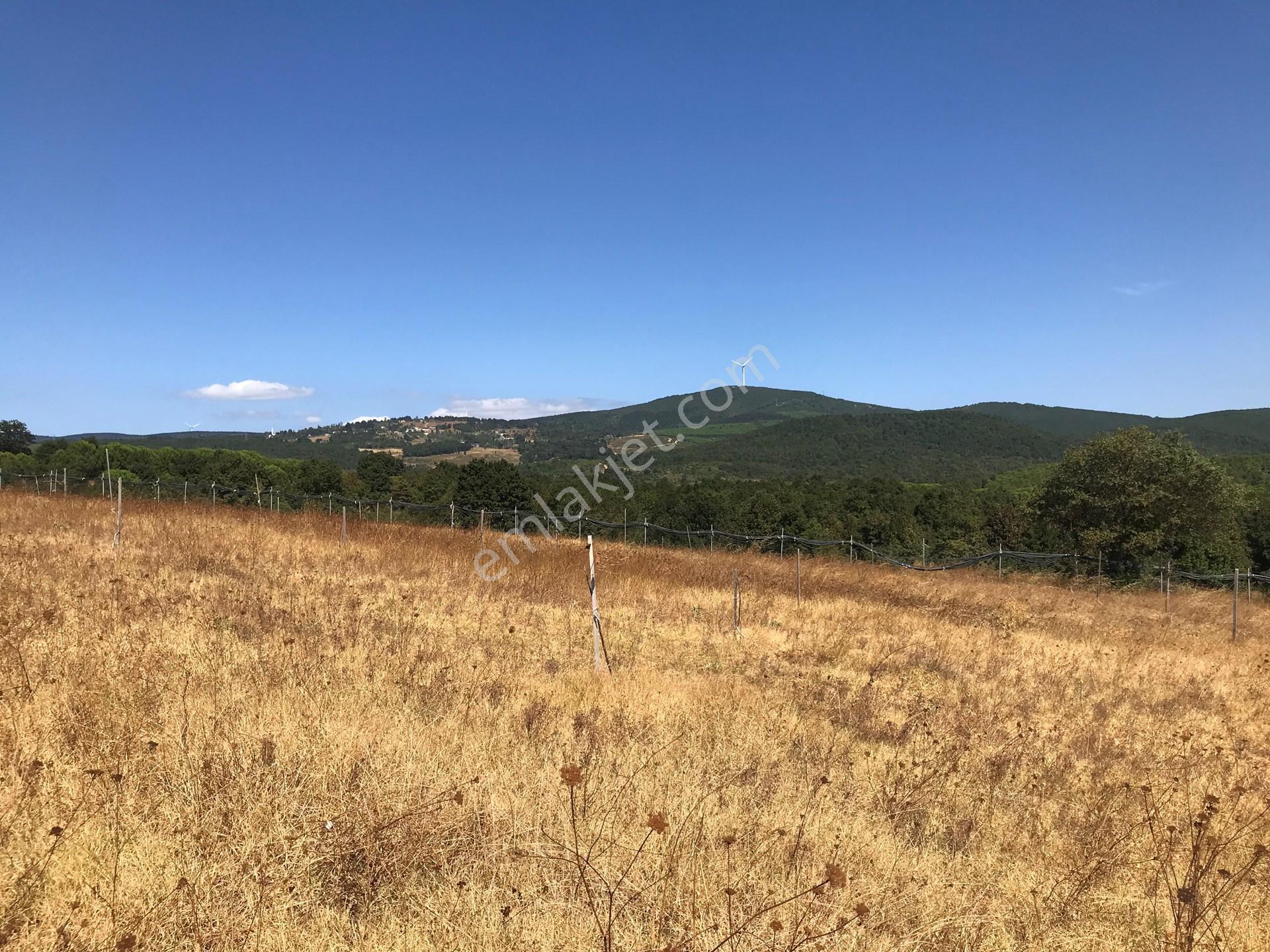 Yalova Armutlu Hayriye Köyü Doğa İçinde Yatırımlık 2960 M2 Fırsat Parsel — fotoğraf 6